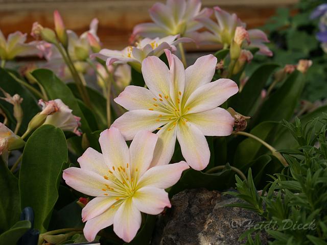 Lewisia pygmaea.JPG